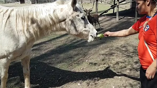 Показать Я весь промок, увидев размер коня !!! Желаю, чтобы мой парень был таким !!! Пэти Батт, Эль Торо Де Оро мои фильмы